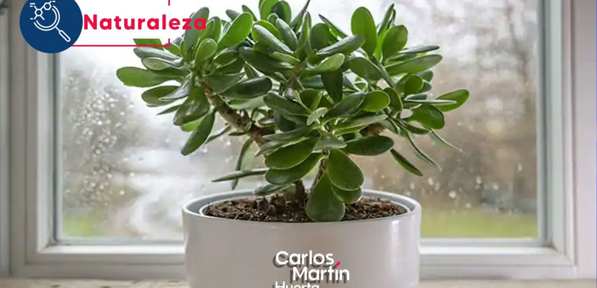Jade, la planta de la fortuna: Aprende cómo atraer la buena suerte con esta popular planta