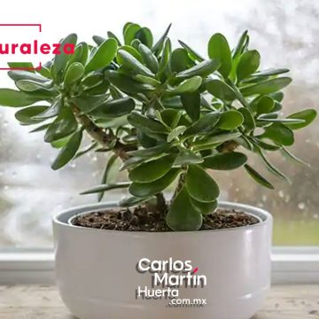Jade, la planta de la fortuna: Aprende cómo atraer la buena suerte con esta popular planta
