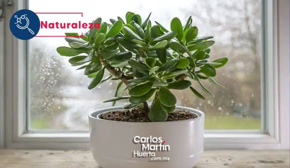 Jade, la planta de la fortuna: Aprende cómo atraer la buena suerte con esta popular planta