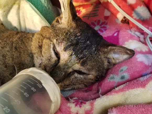 Será dado de alta “Cartoncito”, gato rescatado de incendio en Central de Abasto