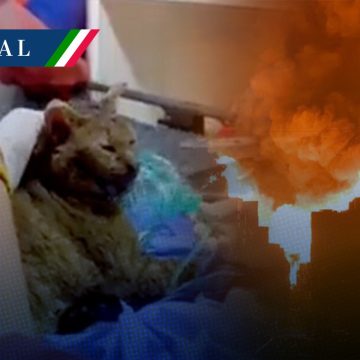 Rescatan a gatito en incendio de la Central de Abasto de CDMX