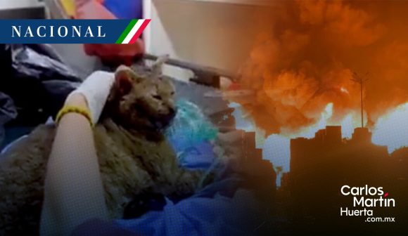 Rescatan a gatito en incendio de la Central de Abasto de CDMX