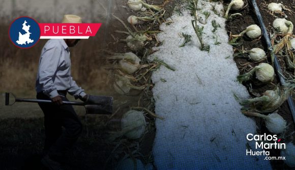 Afectadas 670 hectáreas en Quecholac y Felipe Ángeles por granizada