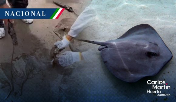 Mutilan a rayas en Sonora; funcionaria es suspendida