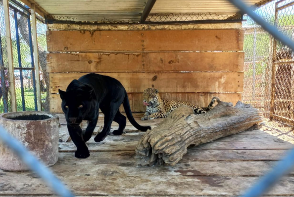 FGR asegura 10 tigres, seis jaguares, cinco leones y otros animales silvestres en Jalisco