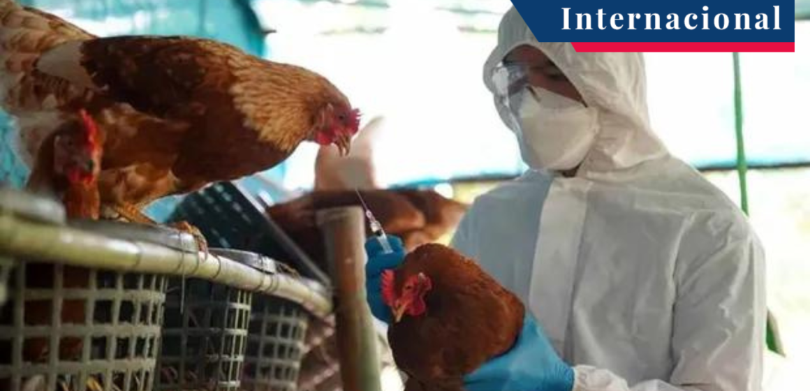 Nuevo caso de gripe aviar en humanos, Colorado, Estados Unidos