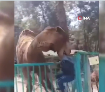 Camello muerde a un niño y lo levanta de la cabeza