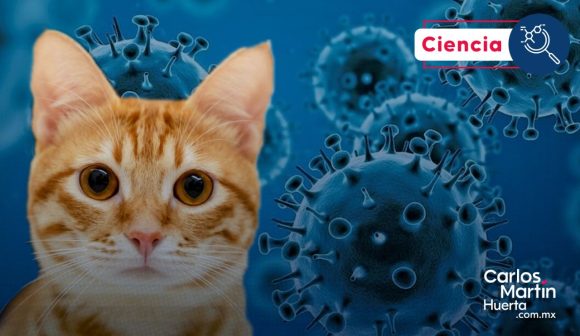 Los gatos se han contagiado de las mismas variantes de Covid-19 que sus dueños