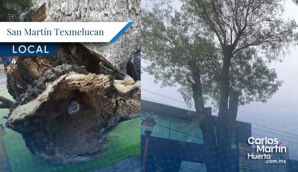 Arboles son atendidos por plaga en Texmelucan