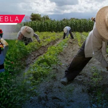 Puebla alcanza 1.7 millones de hectáreas para uso agropecuario: INEGI