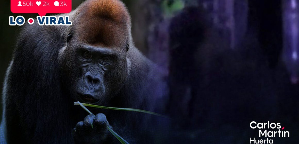 Buscan a gorila en Hidalgo; fue visto en Villa de Tezontepec