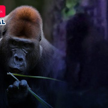 Buscan a gorila en Hidalgo; fue visto en Villa de Tezontepec