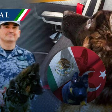 Llega a México el perro donado por Turquía tras muerte de Proteo