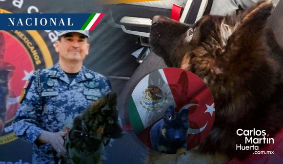 Llega a México perro Turquía Llega a México el perro donado por Turquía tras muerte de Proteo
