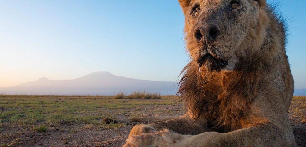 Matan en Kenia a león más longevo en libertad