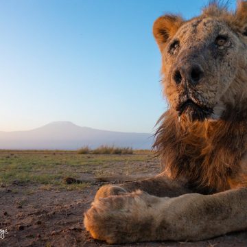 Matan en Kenia a león más longevo en libertad
