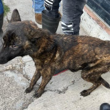 Rescatan a perros y gatos de maltrato animal en Morelia
