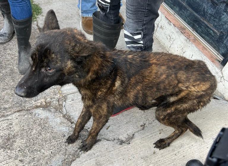 Rescatan a perros y gatos de maltrato animal en Morelia