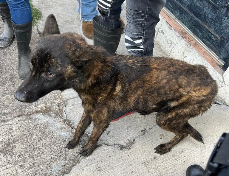 Rescatan a perros y gatos de maltrato animal en Morelia - Carlos Martin  Huerta