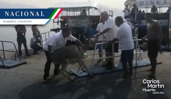 Grupos ambientalistas piden rescatar a un burro que es obligado a tomar cerveza en Acapulco