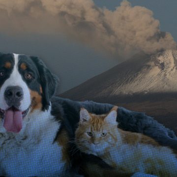 ¿Cómo cuidar a tu mascota de la ceniza volcánica?