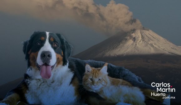 ¿Cómo cuidar a tu mascota de la ceniza volcánica?