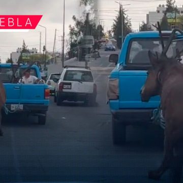 Burro es arrastrado por camioneta en calles de San Andrés Cholula