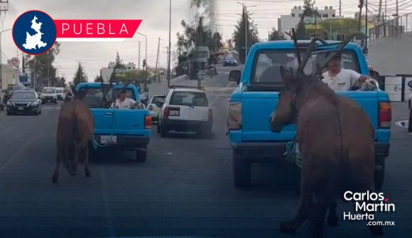 Burro es arrastrado por camioneta en calles de San Andrés Cholula