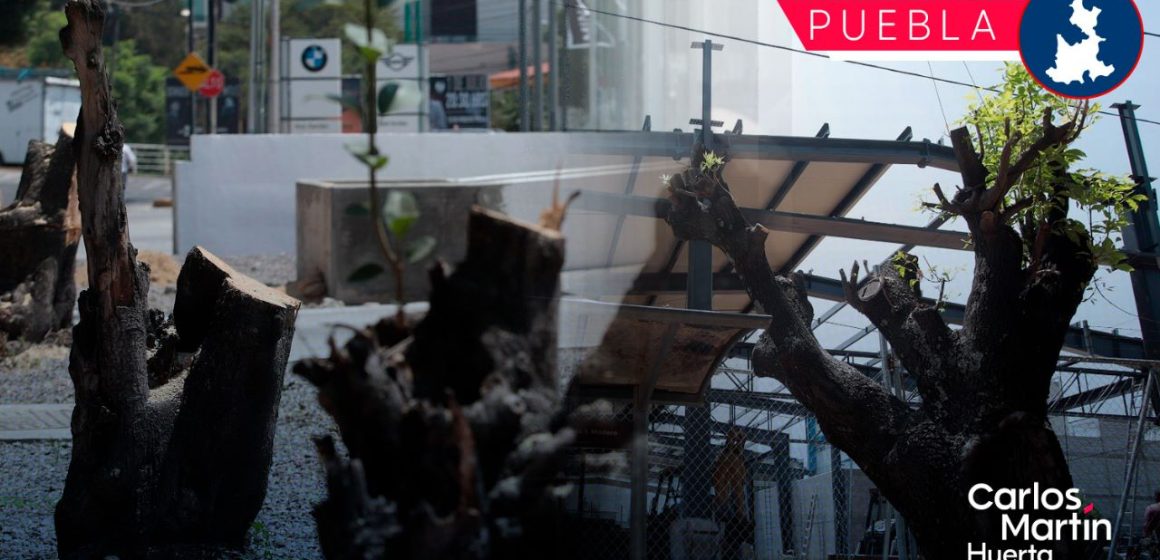 PAN busca aprobación de la “Ley de Arbolado” para evitar ecocidio en Puebla