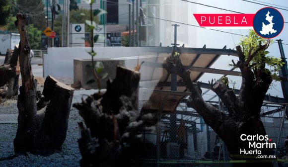 Dan de baja “temporal” a los responsables del ecocidio de árboles en agencia automotriz