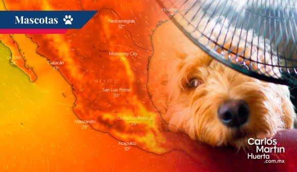 ¡Protege a tus peludos amigos del calor sofocante! Checa estos consejos