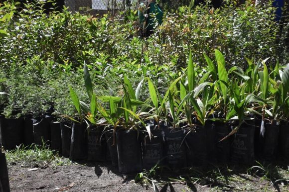 Inician jornadas de reforestación 2023 en Texmelucan