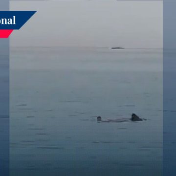 Devora tiburón a joven ruso en una playa de Egipto