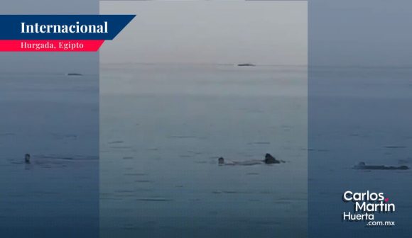 Devora tiburón a joven ruso en una playa de Egipto