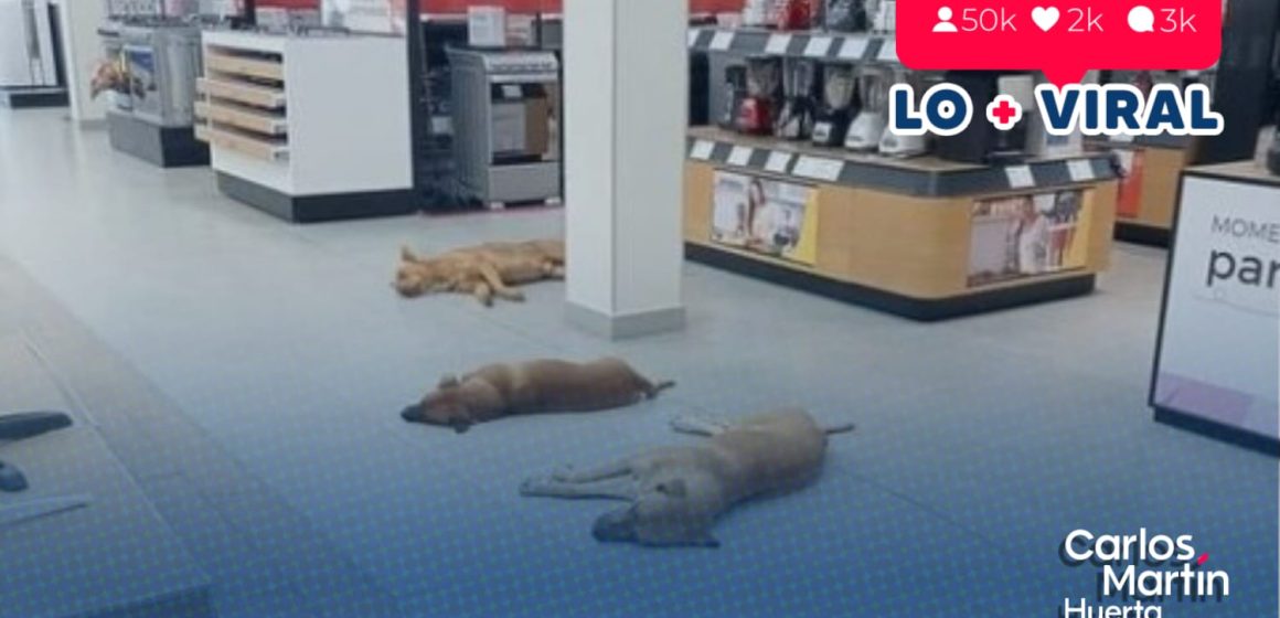 Perros y gatos podrán resguardarse de altas temperaturas en las tiendas Elektra