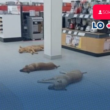 Perros y gatos podrán resguardarse de altas temperaturas en las tiendas Elektra