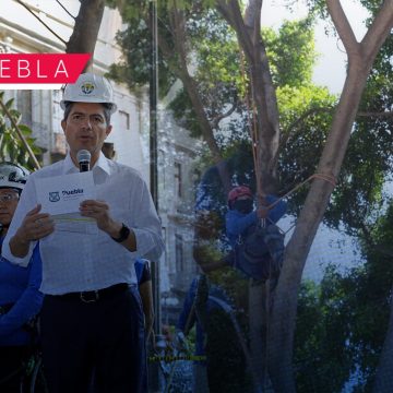 Intervienen árboles del Centro Histórico de Puebla