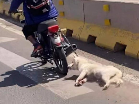 Arrastra a perrita con su motocicleta en Guanajuato