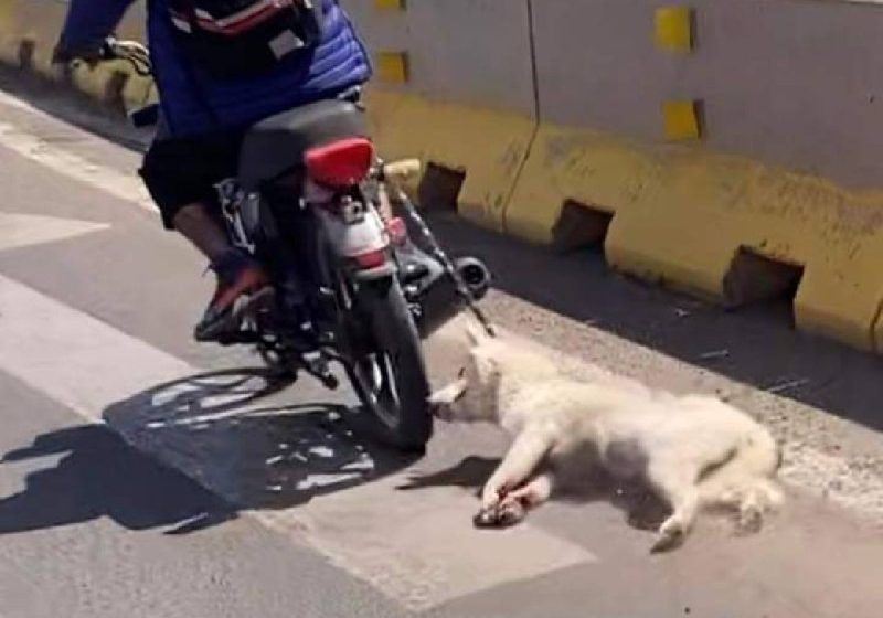 Arrastra a perrita con su motocicleta en Guanajuato