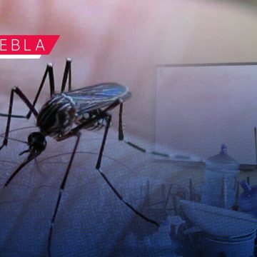 Suman 42 nuevos casos de dengue en las últimas 24 horas