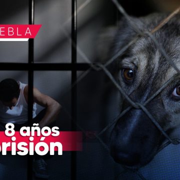 Hasta 8 años de prisión por maltrato animal en Puebla