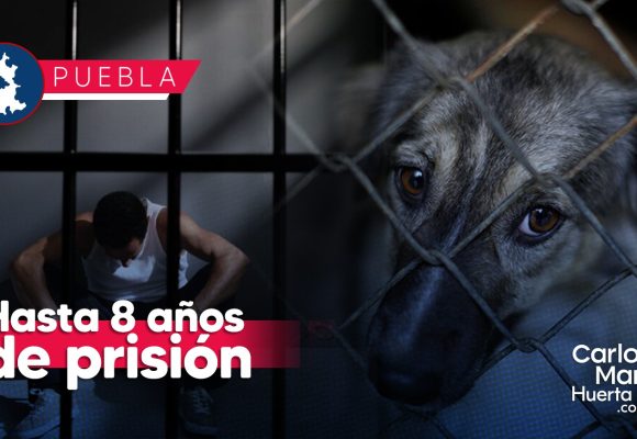 Huejotzingo: Activan protocolos de Bienestar Animal tras hallazgo de perros torturados