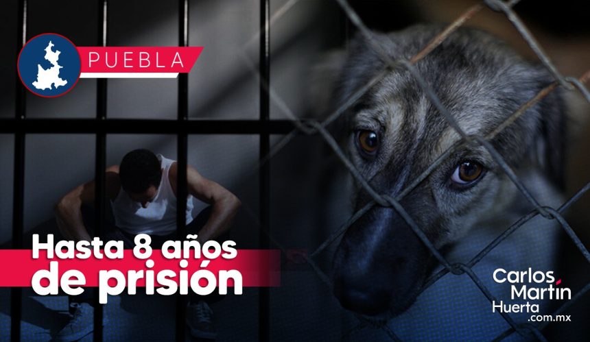 Huejotzingo: Activan protocolos de Bienestar Animal tras hallazgo de perros torturados