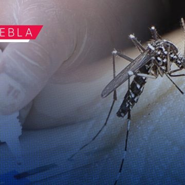 Puebla registra 35 nuevos casos de dengue en últimas 24 horas