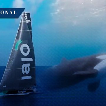 (VIDEO) Orcas atacan veleros durante Ocean Race 2023