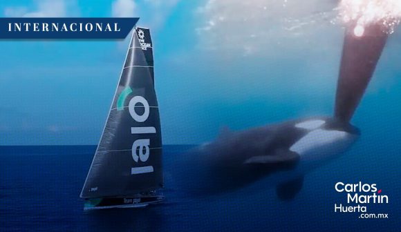 (VIDEO) Orcas atacan veleros durante Ocean Race 2023