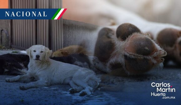 El Instituto de Bienestar Animal ha presentado 35 denuncias ante la FGE por maltrato animal