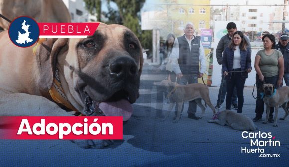 Portada Rescatan a 11 'Lomitos' de maltrato en la Ciudad de Puebla; buscan nuevo hogar CMH Rescatan a 11 ‘Lomitos’ de maltrato en la Ciudad de Puebla; buscan nuevo hogar