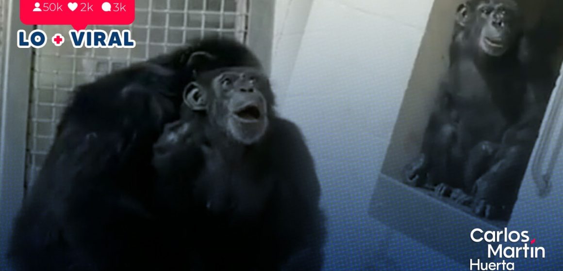 (VIDEO) Chimpancé de 29 años ve el cielo por primera vez; así fue su reacción