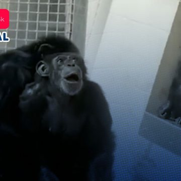(VIDEO) Chimpancé de 29 años ve el cielo por primera vez; así fue su reacción